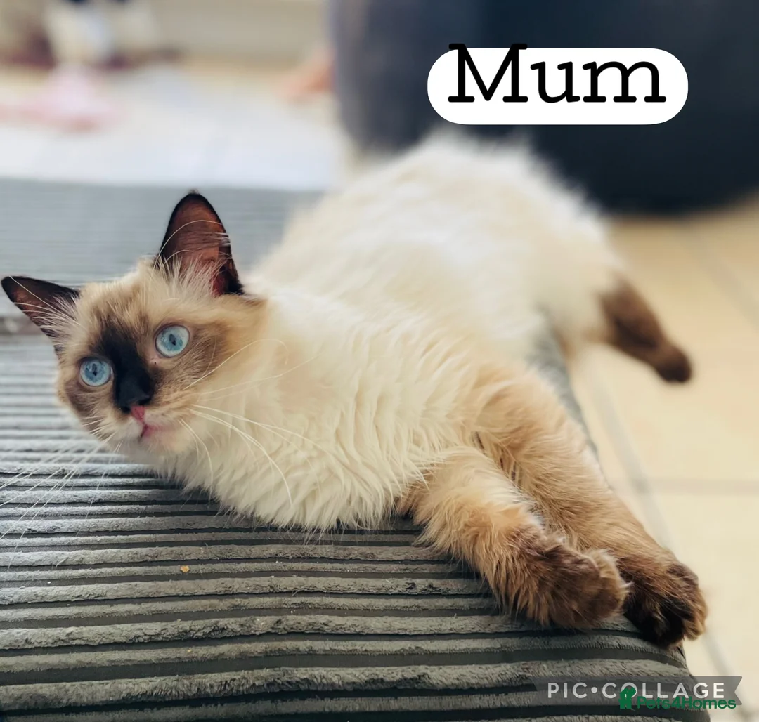Ragdoll cats for sale: Pedigree Ragdoll Kittens  - Advert 15