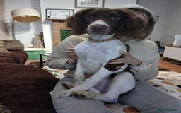 English Springer Spaniel dogs for sale: **SPRINGER SPANIEL, health tested** - Image 2