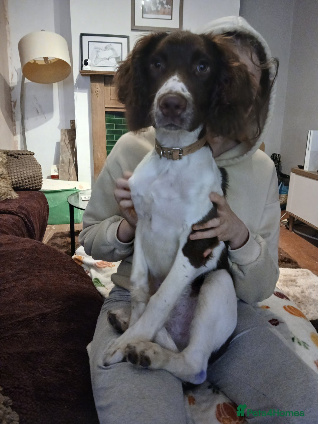English Springer Spaniel dogs for sale: **SPRINGER SPANIEL, health tested** - Image 2