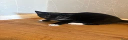 Mixed Breed cats for sale: Gorgeous Friendly Kittens – Ready for New Home! in Eastbourne - Advert 9