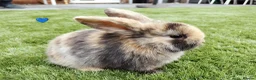 Mini Lop rabbits for sale: Mini Lop Bunnies - Advert 7