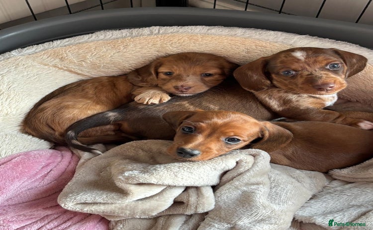 Miniature Dachshund dogs - Advert 4