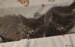 Maine Coon cats for sale: Beautiful Maine coon kittens - Image 14