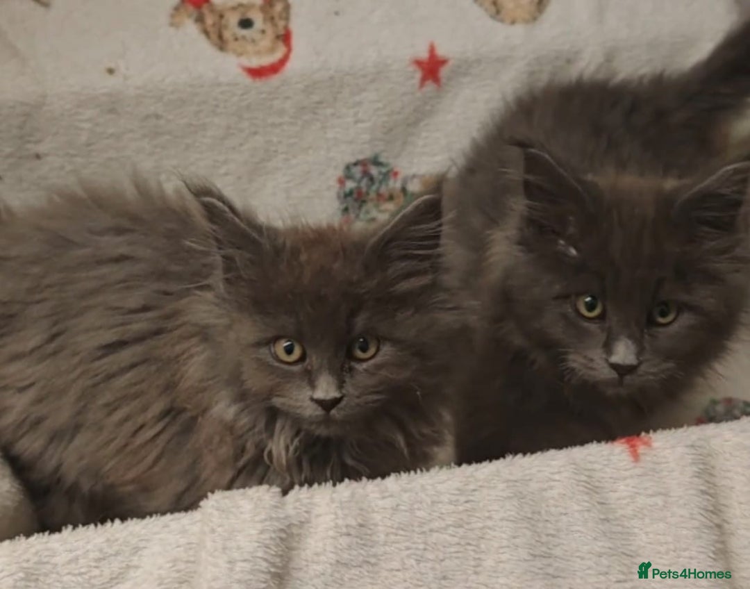 Maine Coon cats for sale: Beautiful Maine coon kittens - Image 14