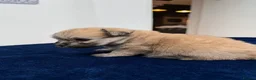 Maltipom dogs for sale: Multipom mojos for sale - Advert 20