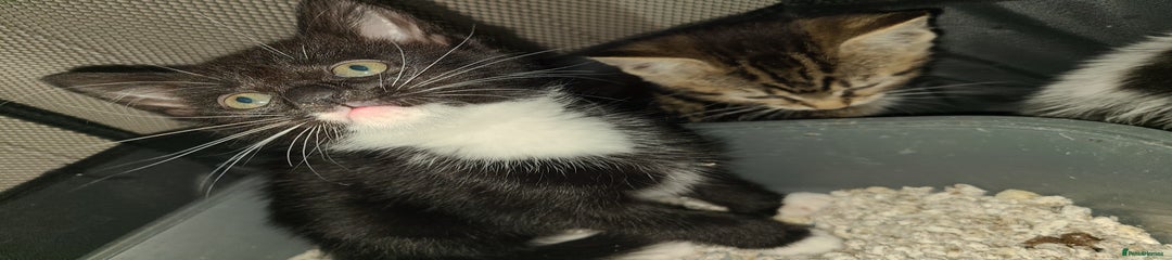 Mixed Breed Kitten 1