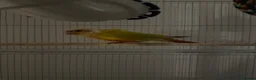 Conures birds for sale: Suncheek Conure Female - Advert 3