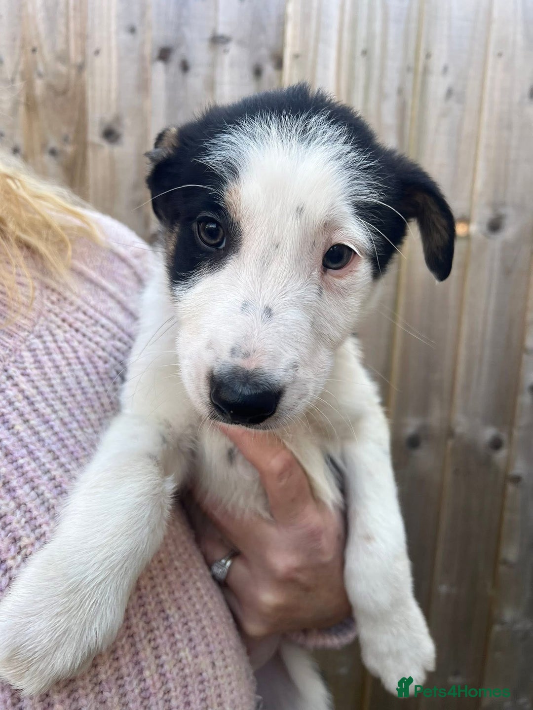 Border Collie dogs for sale: 2 Male Border Collie Pups - Advert 1