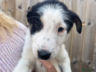 Border Collie dogs 2 Male Border Collie Pups - Advert 12