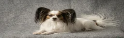 Papillon dogs for sale: Beautiful KC Registered Puppies - Only two left! - Advert 8