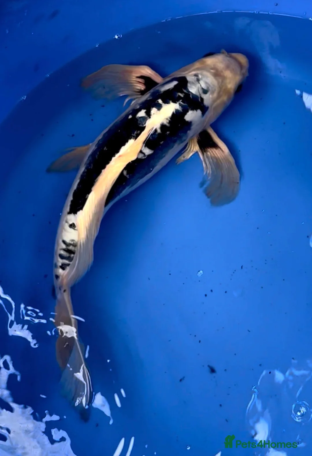 Koi Carp fish for sale: Magnificent Japanese Dragon Koi - Advert 2