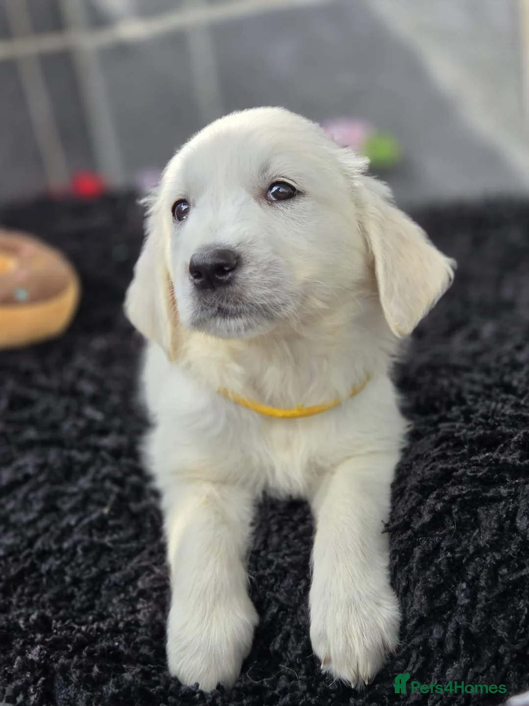 Golden Retriever dogs for sale: Beautiful golden retriever pups  - Advert 2