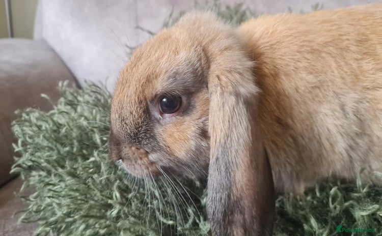 Mixed Breed rabbits - Advert 12