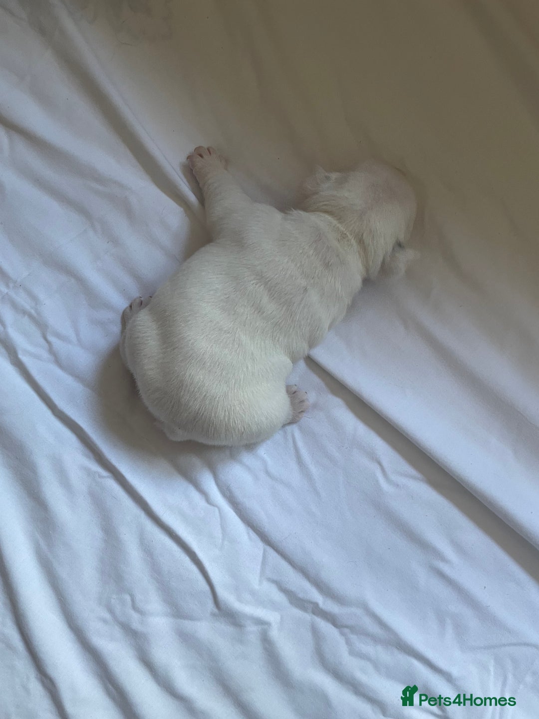 English Bulldog dogs for sale: 4 KC English Bulldog Puppies  - Image 12