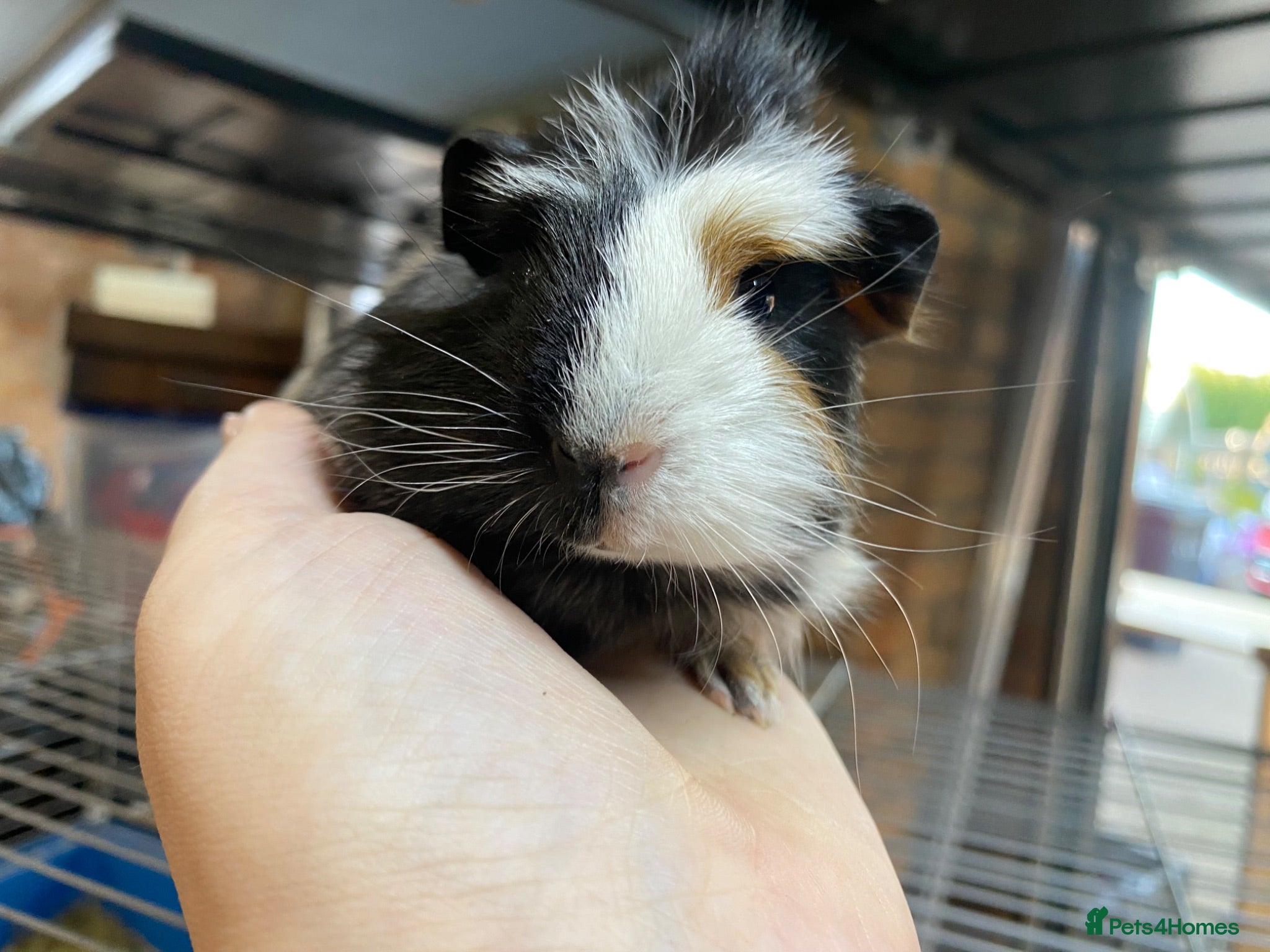 Guinea Pig rodents Beautiful Male guniea pig available now - Advert 1