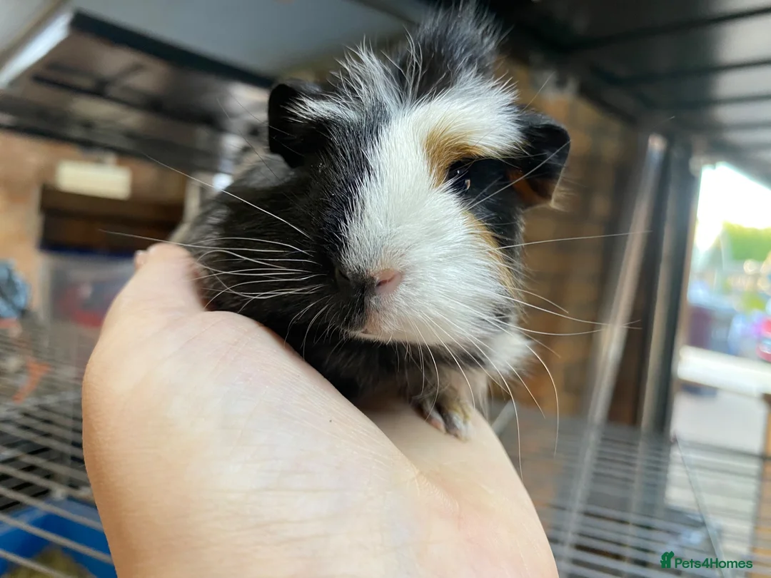 Guinea Pig rodents for sale: Beautiful Male guniea pig available now - Advert 1