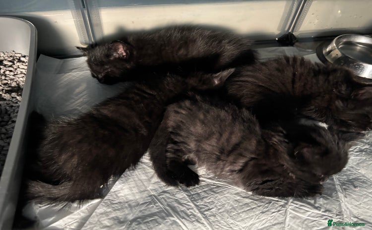Mixed Breed cats - Advert 4