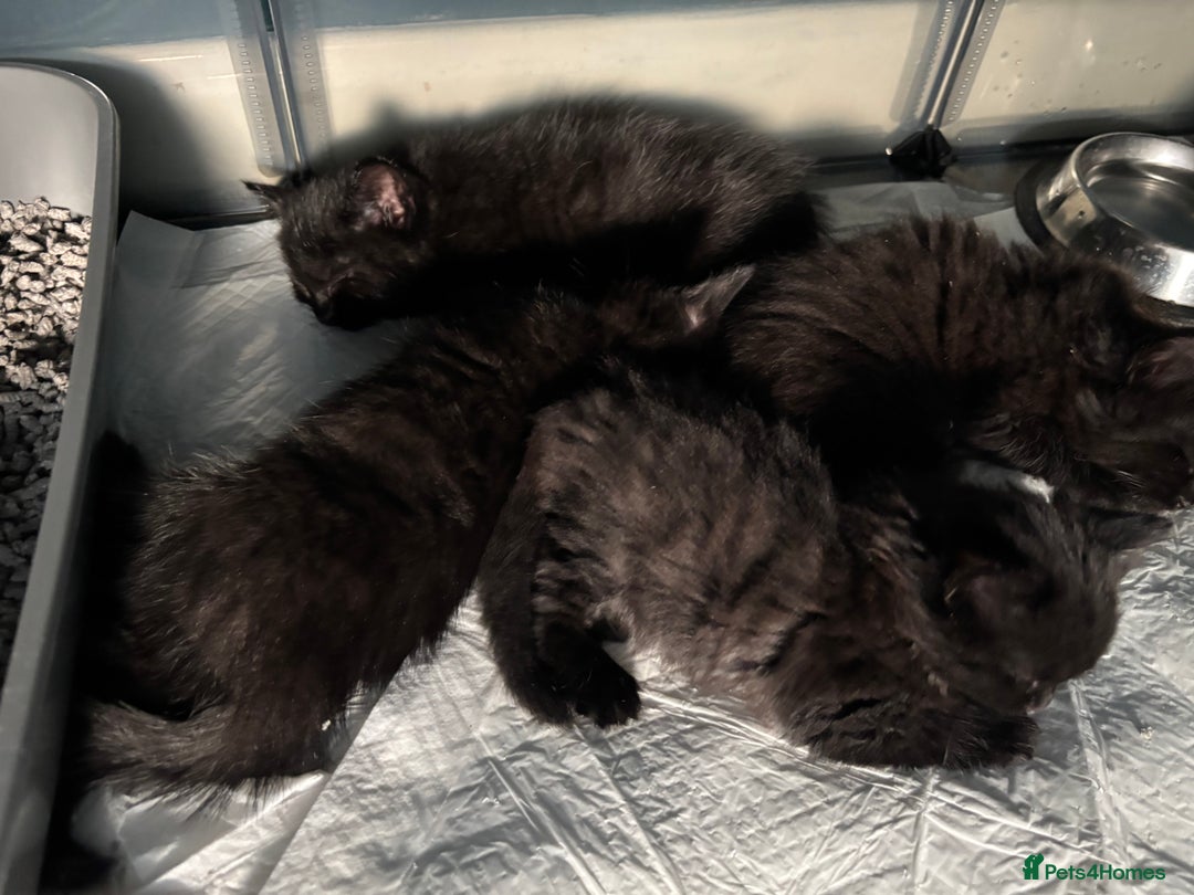 Mixed Breed cats for sale: 4 lovely black kittens waiting for their new homes - Image 1