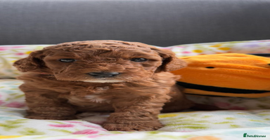 Mixed Breed dogs - Advert 9