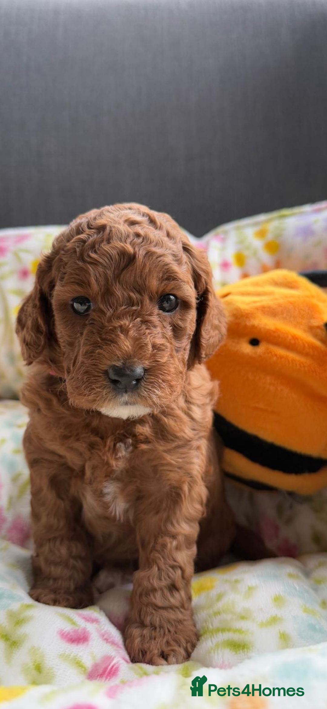 Mixed Breed dogs for sale: Mini Double Doodles 🧬 Tested Clear  - Image 1