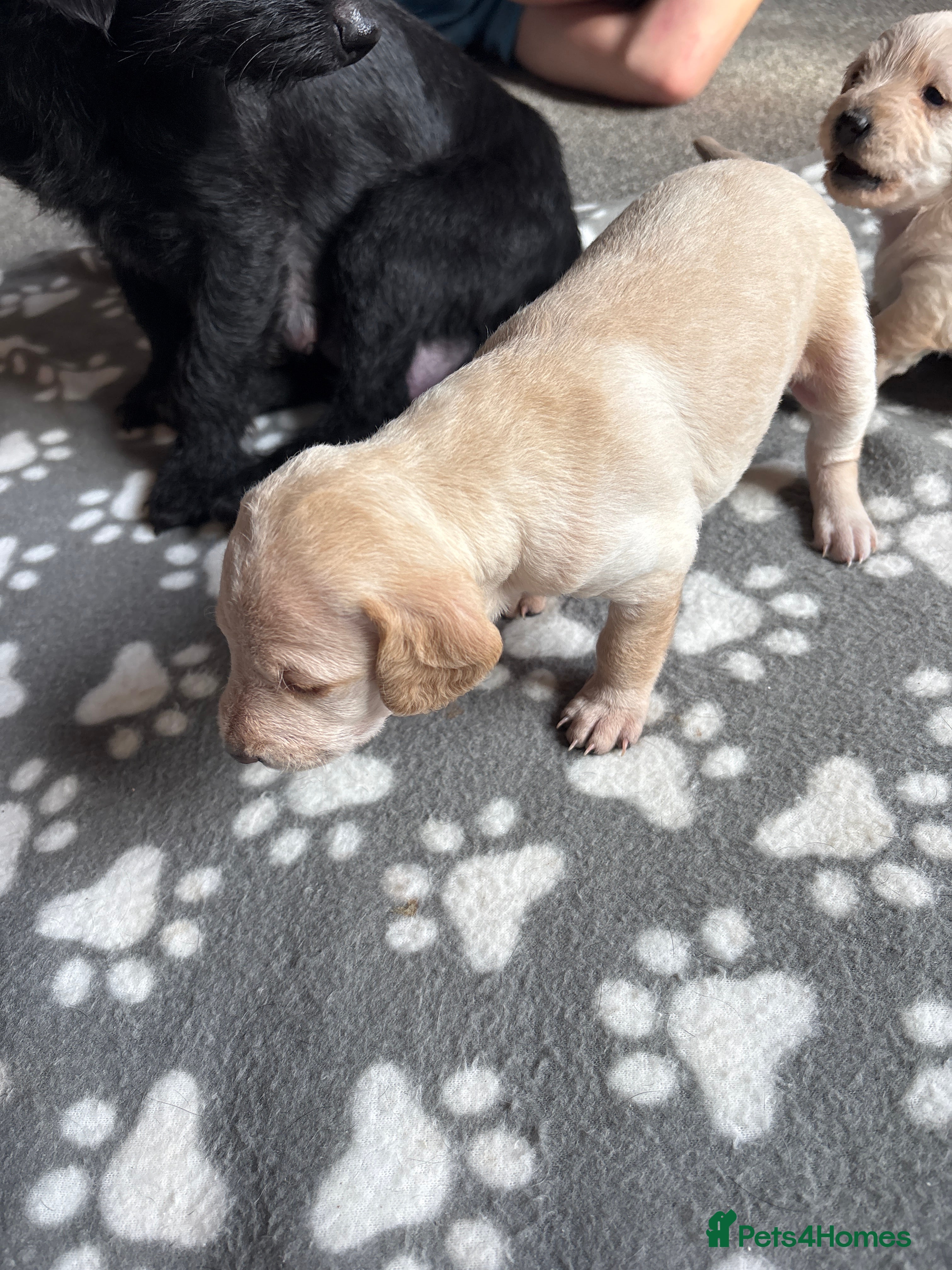 Doxiepoo dogs Doxiepoo puppies - Advert 2