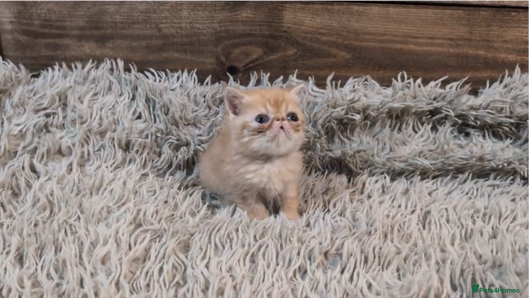 Persian cats for sale: Persian Kittens For Sale - Advert 30