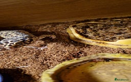 Gecko reptiles for sale: Female leopard gecko - Advert 5