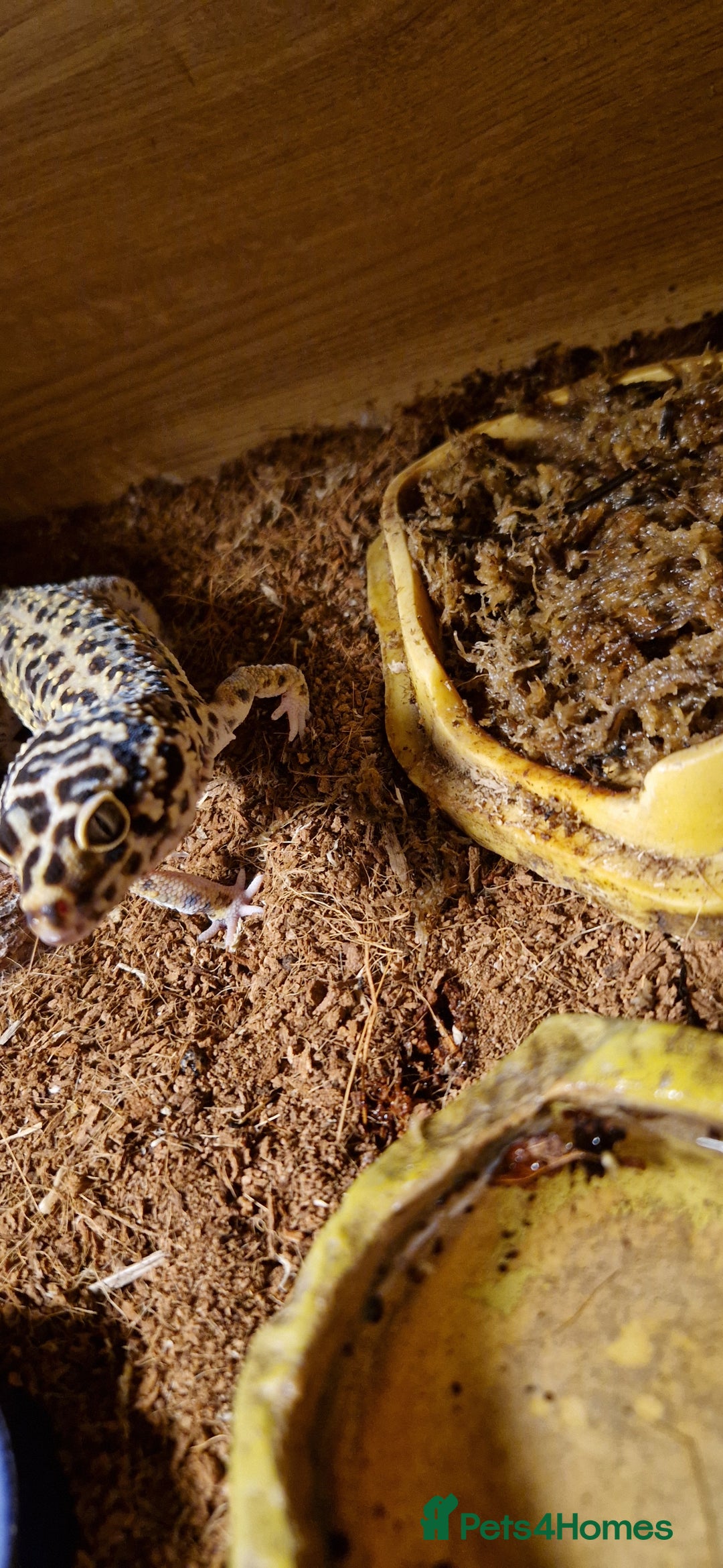 Gecko reptiles for sale: Female leopard gecko - Advert 5