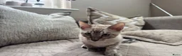 Bengal cats for sale: Stunning TICA Registered Snow Lynx Bengal Kittens - Advert 19