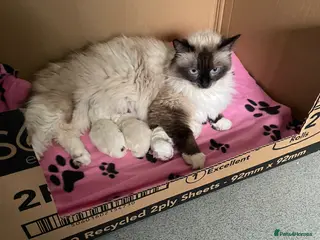 Ragdoll cats Purebred RAGDOLL KITTENS - Advert 5