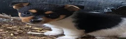 Jack Russell dogs for sale: Jack Russell Boys - Advert 3