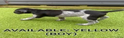 German Shorthaired Pointer dogs for sale: German shorthaired pointer puppies 5 weeks old in Swindon - Advert 13
