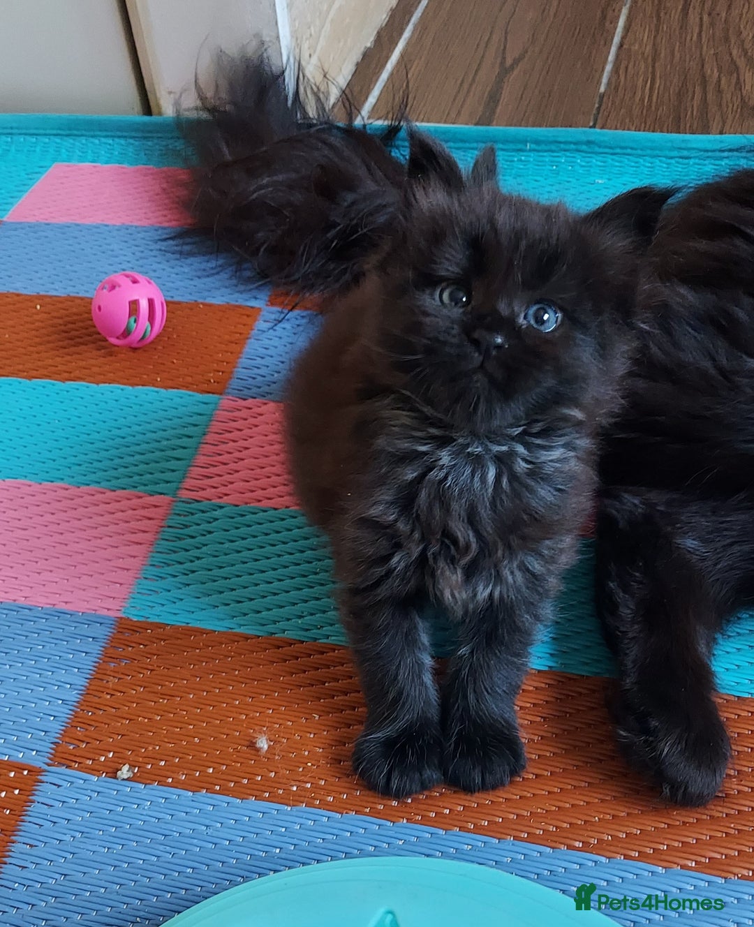 Maine Coon cats for sale: GREAT QUALITY/GCCF/ DNA/ VERY CUTE !!! - Advert 12