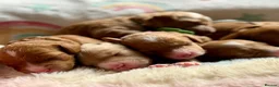 Cockapoo dogs for sale: 6x Toy Cockapoo Pups  - Advert 25