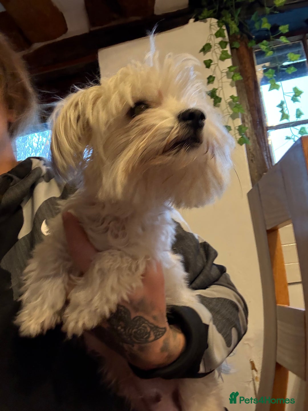 Morkie dogs for sale: Dainty little morkies - Advert 2