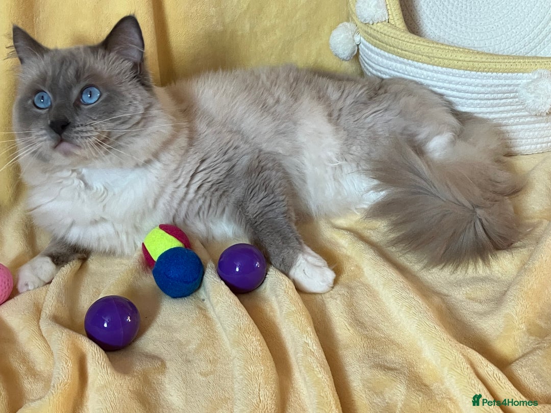 Ragdoll cats for stud: Ragdoll🏆Champion Bloodline 5GEN-Pedigree GCCF🌟💎 in Solihull - Advert 9