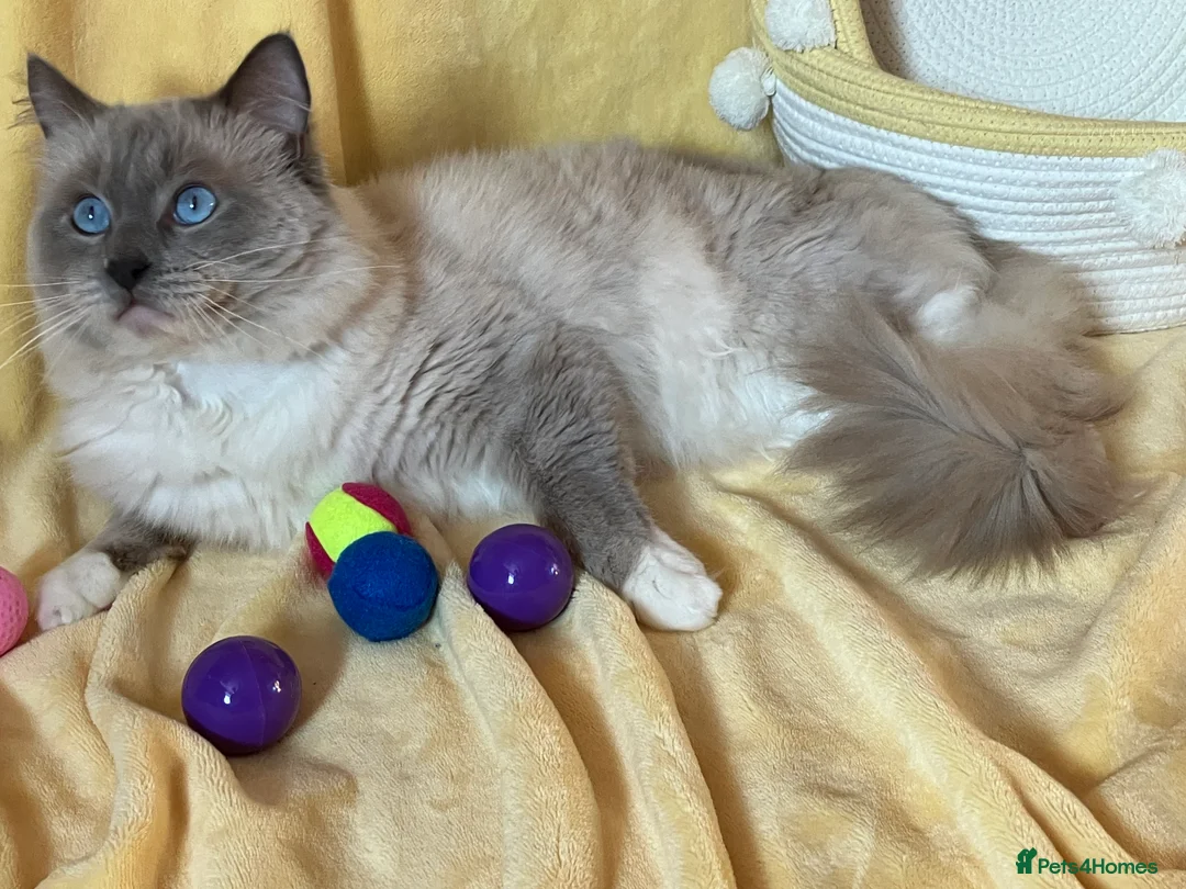 Ragdoll cats for stud: Ragdoll🏆Champion Bloodline 5GEN-Pedigree GCCF🌟💎 in Solihull - Advert 9