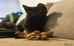 Mixed Breed cats for sale: Cute kittens  - Image 5