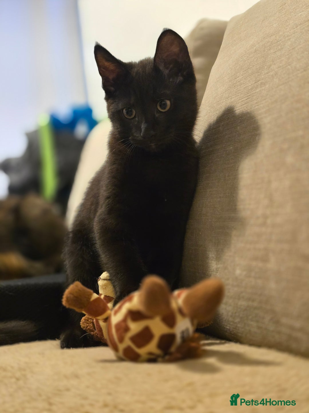 Mixed Breed cats for sale: Cute kittens  - Image 5