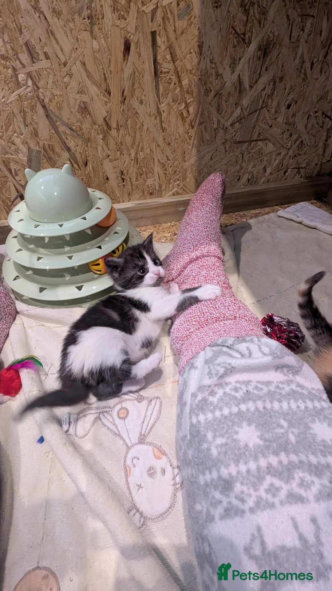 Maine Coon cats for sale: 😽 Cuddly Maine coon kittens 😽 in Preston - Image 19