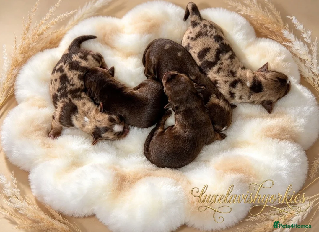 Yorkshire Terrier dogs for sale: Beautiful Choco & Choco Merle Puppies🤎🐾🎀 in Dunstable - Advert 1