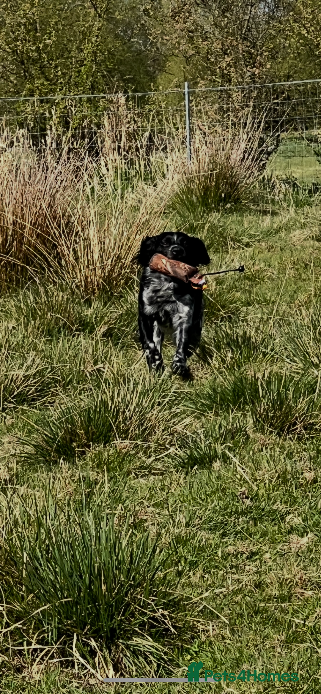 Brittany Spaniel dogs for sale: Brittany puppies for sale  - Image 24