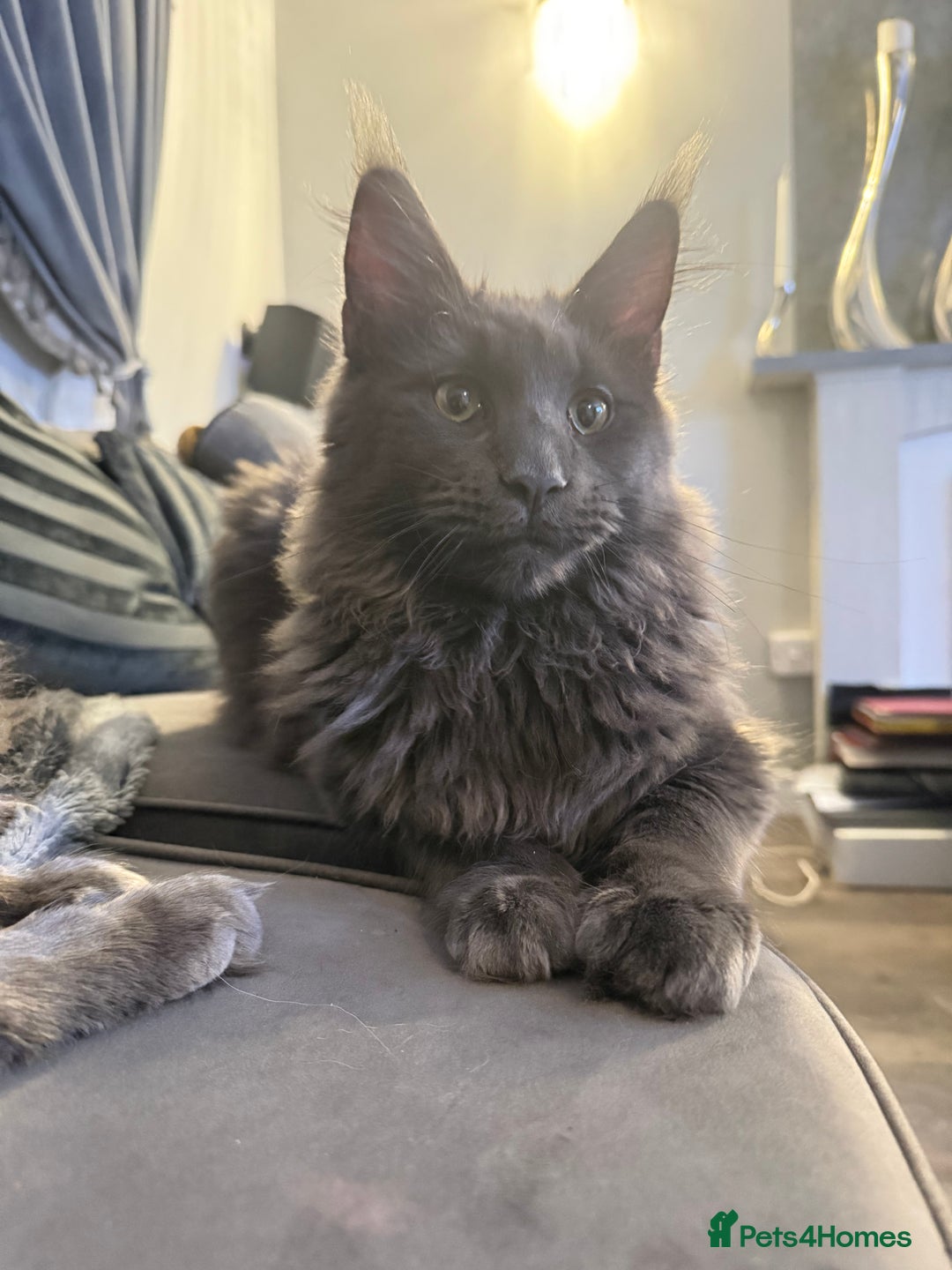 Maine Coon cats for sale:  Maine Coon Kittens Looking for Loving Homes 🐾 - Advert 7