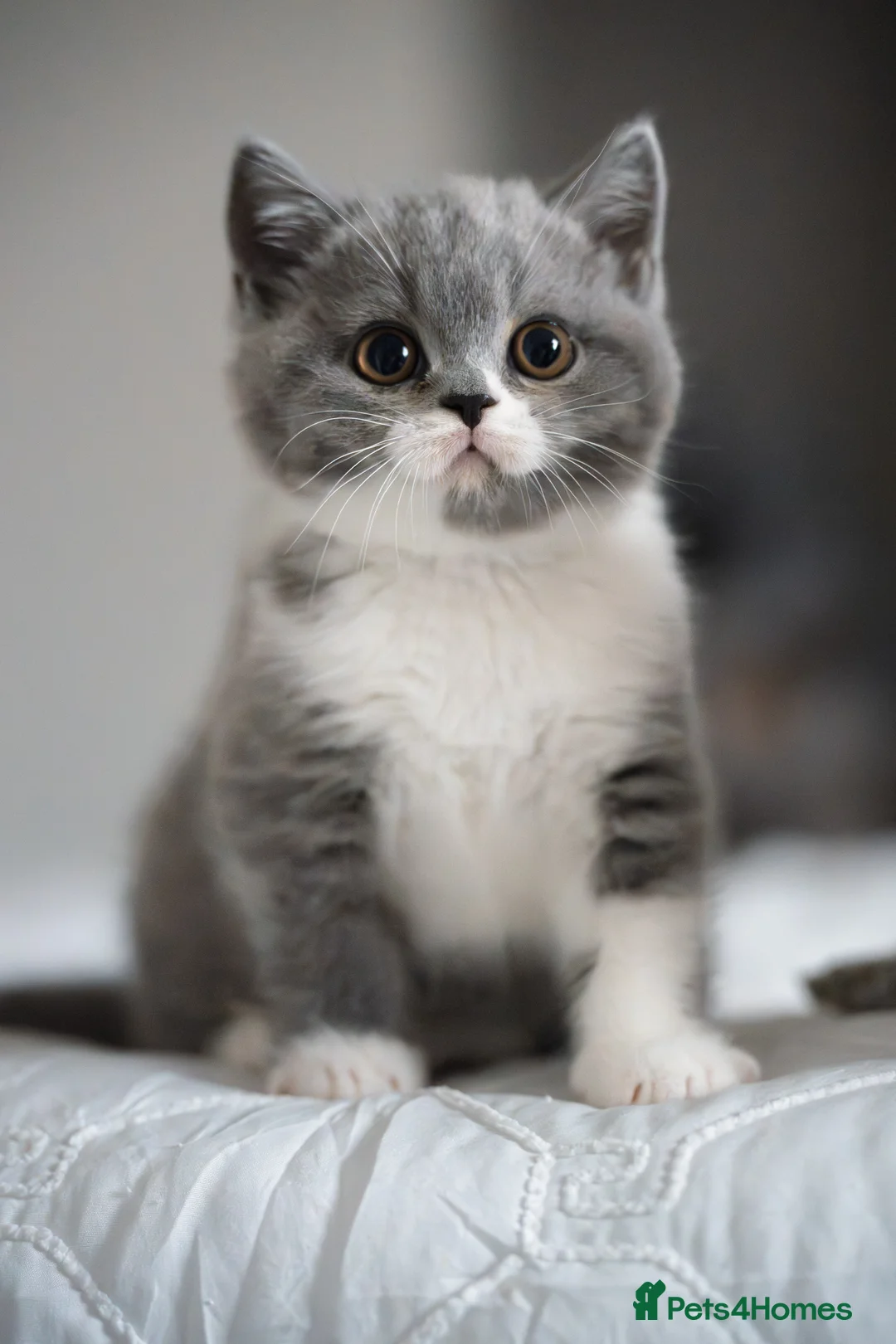 British Shorthair cats for sale: GCCF and TICA Registered -Show Quality BSH. - Advert 10