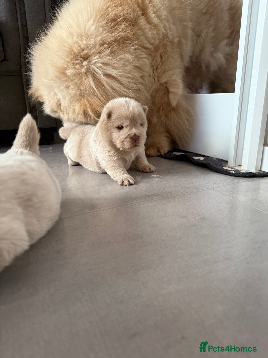 Chow Chow dogs for sale: 🧸Chow Chow Puppy Last of a World-Class Litter! 🐾 - Image 7
