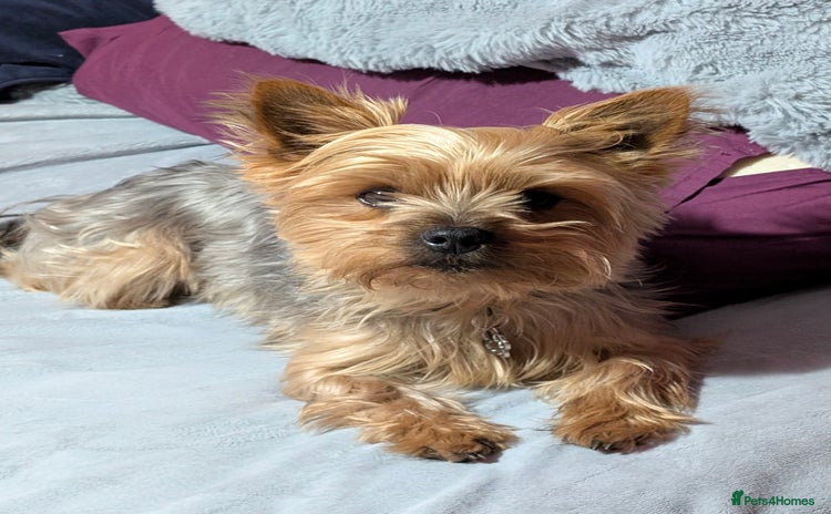 Yorkshire Terrier dogs - Advert 1