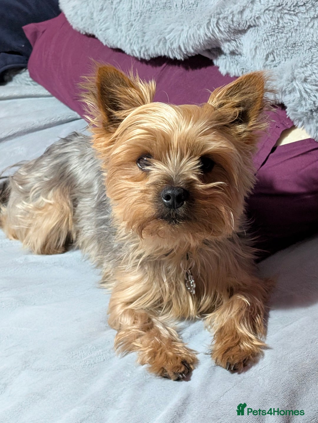 Yorkshire Terrier dogs for stud: Yorkie for Stud - Image 1
