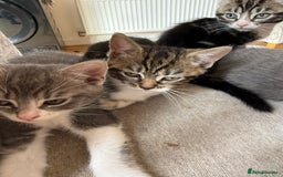 Domestic Shorthair cats for sale: 🤩🤩 6 beautiful babies 🤩🤩 - Image 16