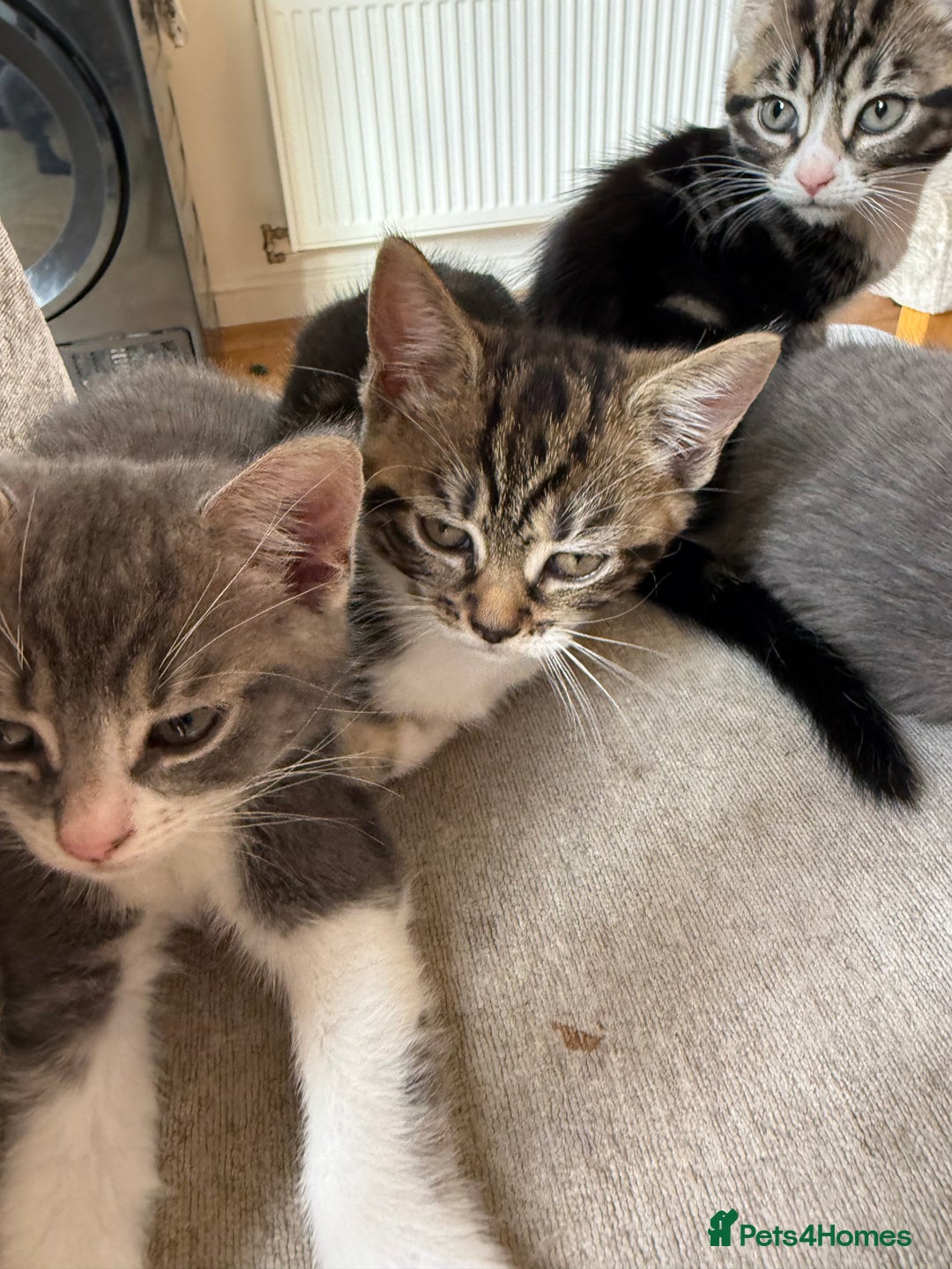 Domestic Shorthair cats for sale: 🤩🤩 6 beautiful babies 🤩🤩 - Image 16