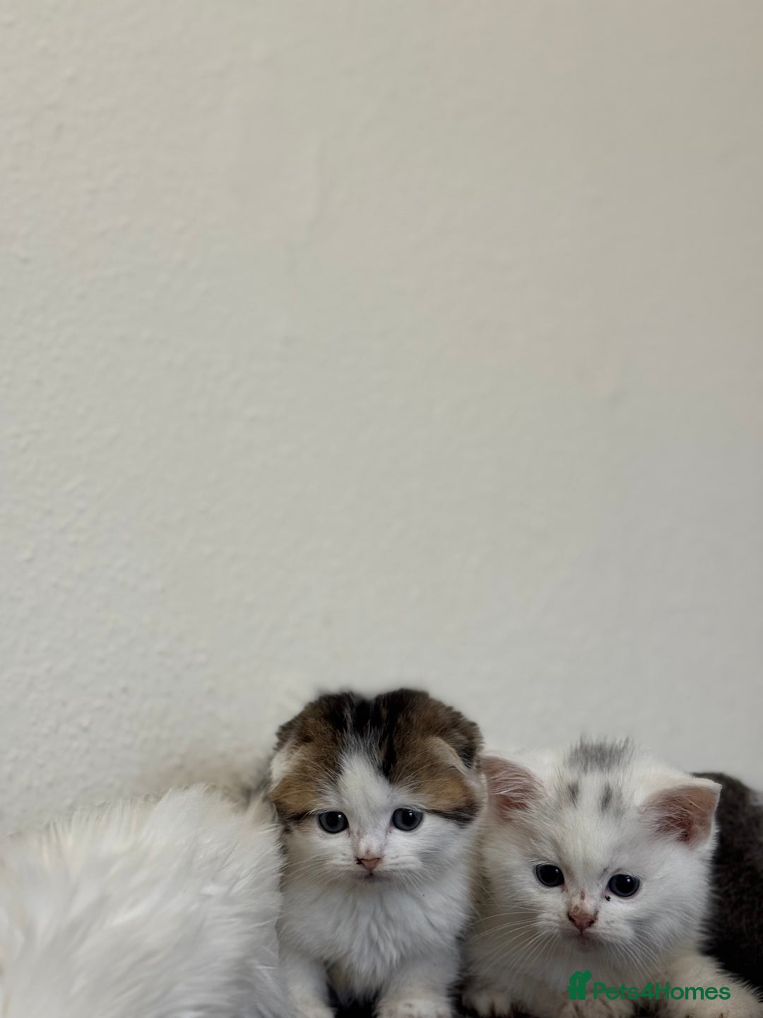 Scottish Fold cats for sale: Kittens - Advert 7